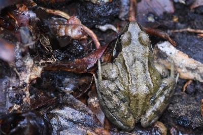 Grenouille rousse 