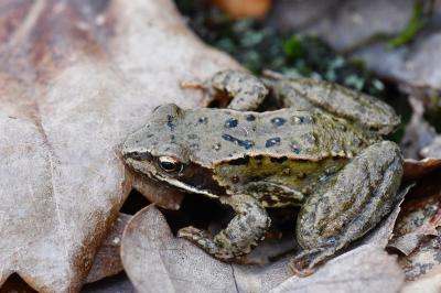 Grenouille rousse 