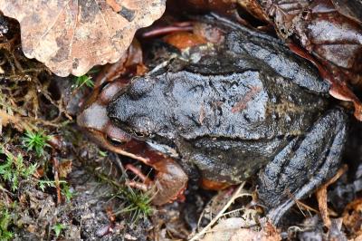 Rana temporaria