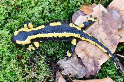 Salamandre tachetée 