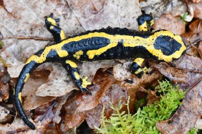 Salamandre tachetée 