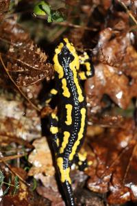 Salamandre tachetée 