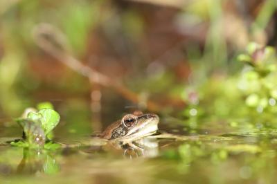 Grenouille agile 