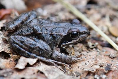 Grenouille rousse 