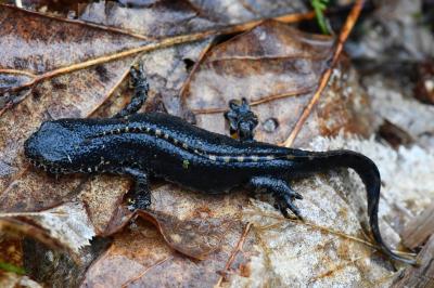 Triton alpestre 