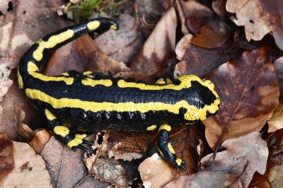 Salamandre tachetée 