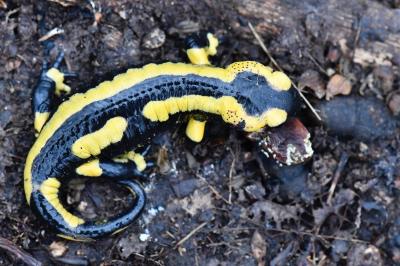 Salamandre tachetée 
