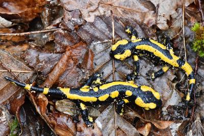 Salamandre tachetée 