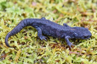 Triton alpestre 