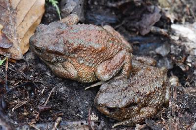 Crapaud