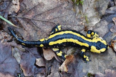 Salamandre tachetée 
