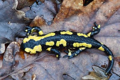 Salamandre tachetée 
