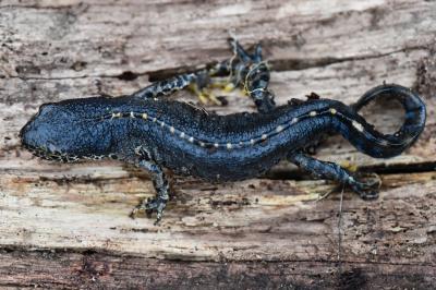 Triton alpestre 