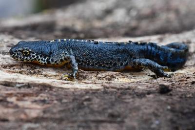 Ichthyosaura alpestris