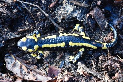 Salamandre tachetée 