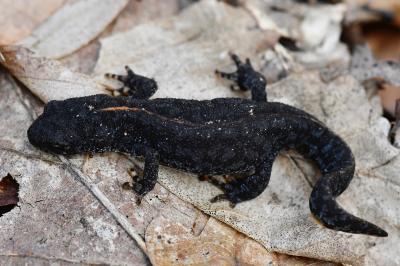 <i>Ichthyosaura alpestris</i>