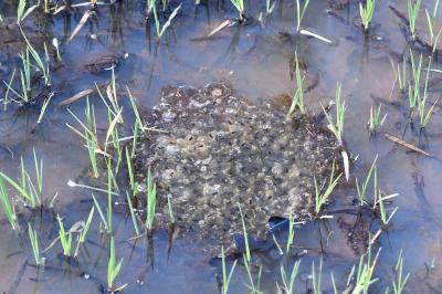 <i>Rana dalmatina</i>