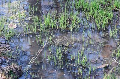 <i>Rana dalmatina</i>