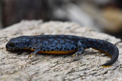 <i>Ichthyosaura alpestris</i>