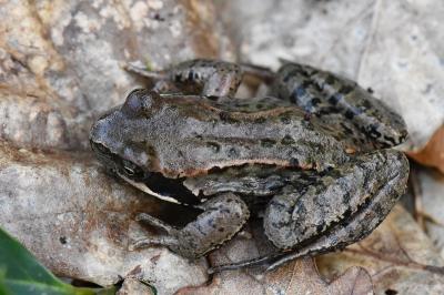 <i>Rana temporaria</i>