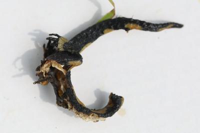 <i>Salamandra salamandra</i>