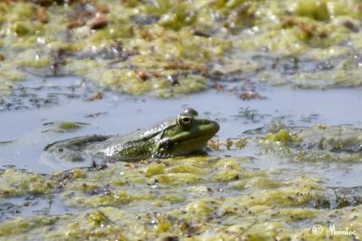 <i>Pelophylax kl. esculentus</i>