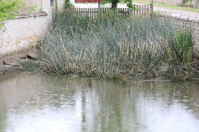 <i>Pelophylax kl. esculentus</i>