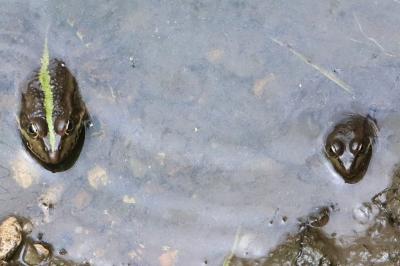 <i>Pelophylax kl. esculentus</i>