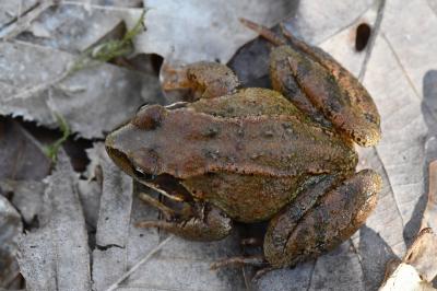 <i>Rana temporaria</i>