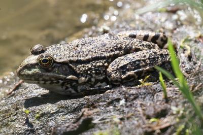 <i>Pelophylax kl. esculentus</i>