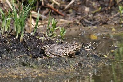 <i>Pelophylax kl. esculentus</i>