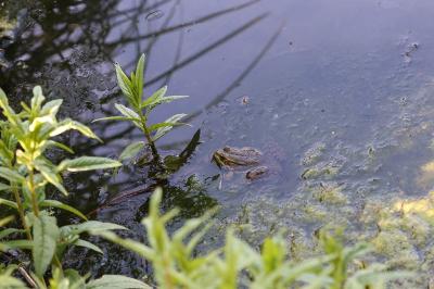 <i>Pelophylax kl. esculentus</i>