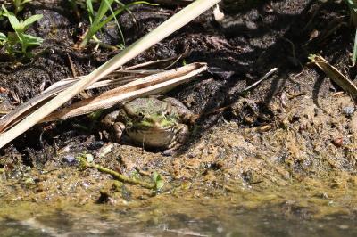 <i>Pelophylax kl. esculentus</i>