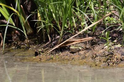 <i>Pelophylax kl. esculentus</i>