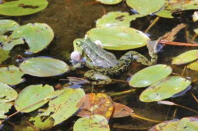 <i>Pelophylax kl. esculentus</i>