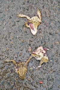 Crapaud