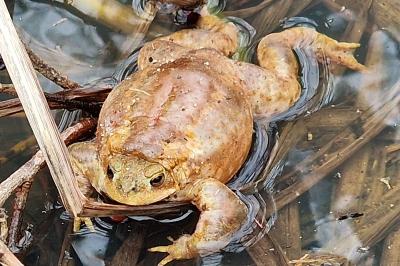 Crapaud
