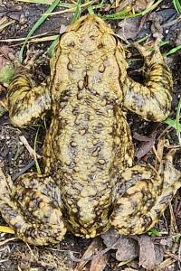 Crapaud commun 