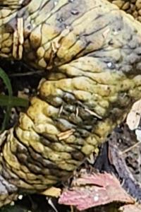 Crapaud commun 