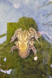 <i>Bufo bufo</i>