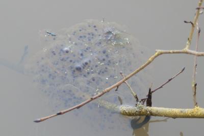 <i>Rana dalmatina</i>