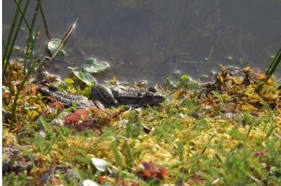 <i>Pelophylax</i>