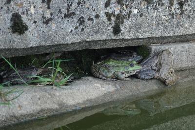 <i>Pelophylax</i>