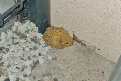 <i>Bufo</i>