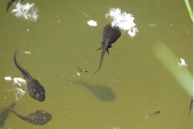 Crapaud