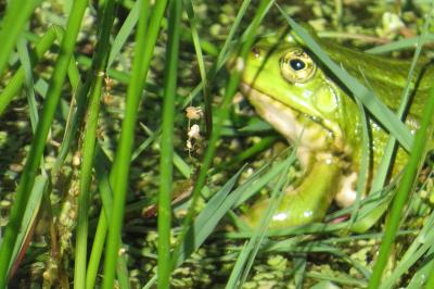 Grenouille verte 