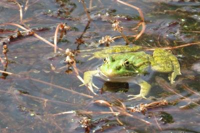 Grenouille verte 