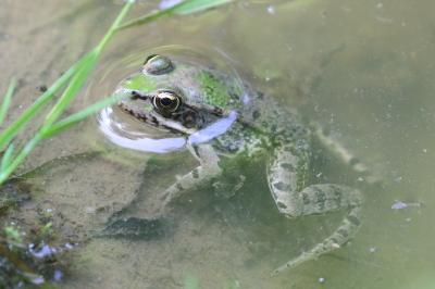 Grenouille verte 