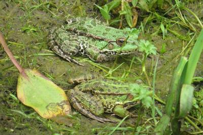 Grenouille verte 