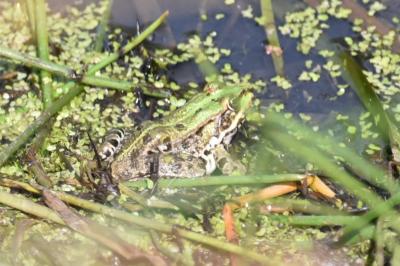 Grenouille verte 